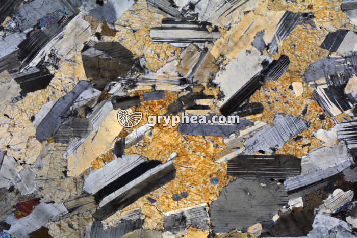 Gabbro LPA x3,5 - gryphea.com